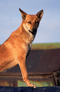 A dog responding to the stand command