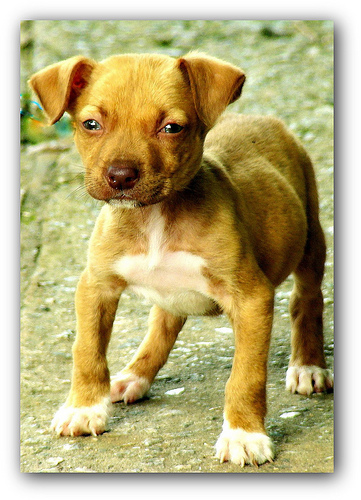 How to stop puppy whining - first, be sure there's no good reason