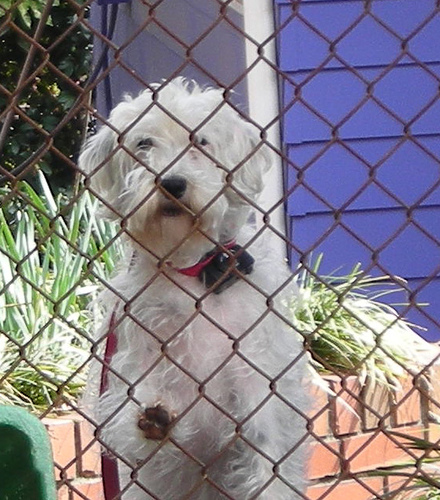 excessive dog barking