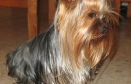 Yorkshire Terrier Information