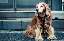 Dog Hot Spots: An Unpleasant Skin Problem