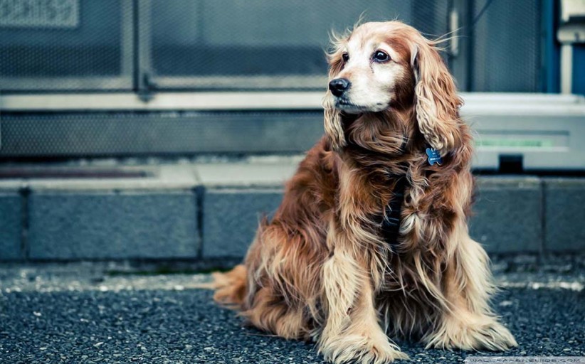 Dog Hot Spots: An Unpleasant Skin Problem