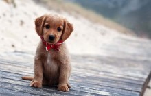 Puppy Shots and Vaccinations