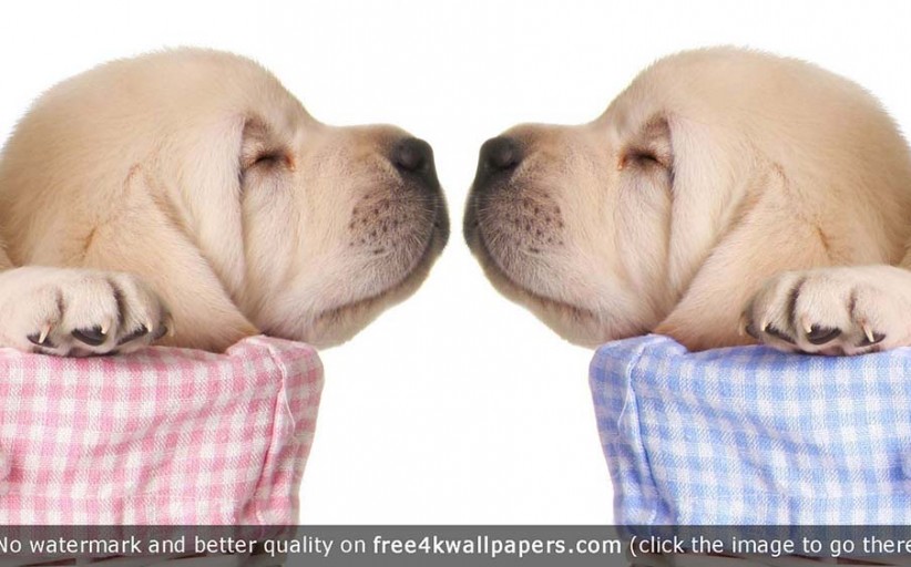 So, You Got a Puppy! Spay? Neuter?