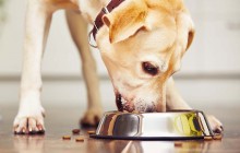 The B.A.R.F. Raw Dog Food Diet