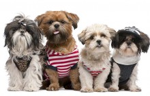 Why Frontline For Dogs is My Favorite