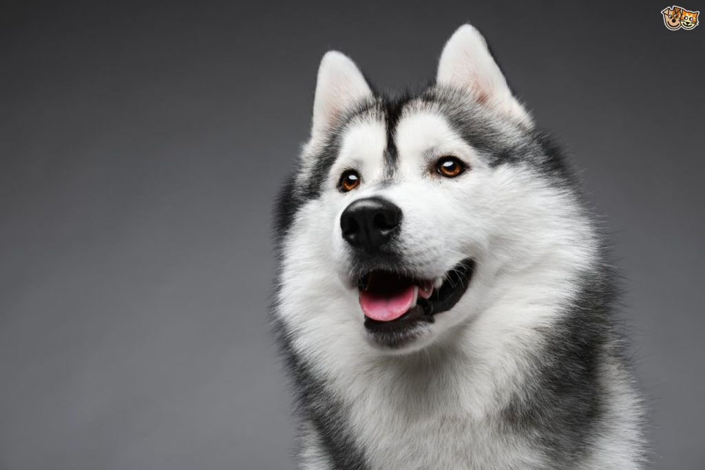 Siberian Husky: Training, Health Care, and Breed Information - Eat ...