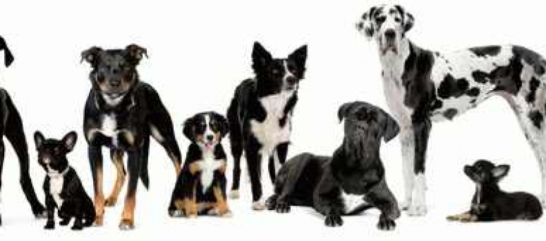 how to choose a dog breed